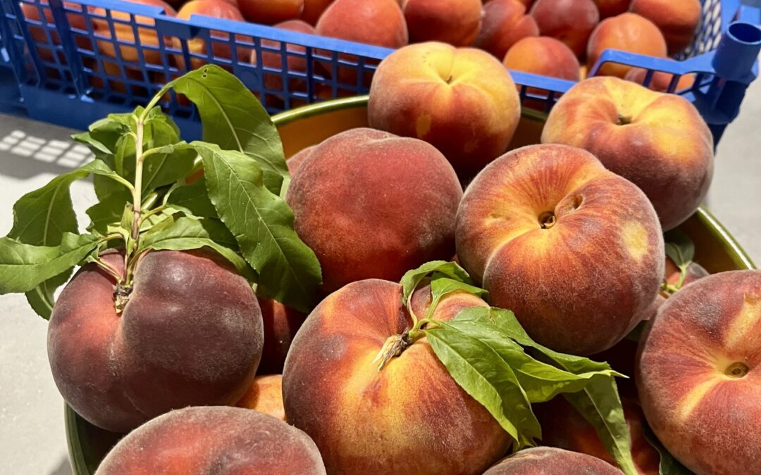 Qui serait capable de manger une pêche encore chaude du soleil juste cueillie de l’arbre ?